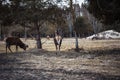 The proud deer stands with its back and looks back. Deer in the reserve among trees and other animals