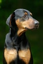 Proud Doberman Royalty Free Stock Photo