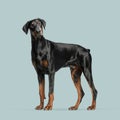 Proud doberman pinscher standing still on a seamless light blue background, looking away Royalty Free Stock Photo