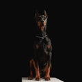 proud dobermann dog with silver collar looking up and sitting