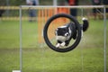 Proud dog - agility jump Royalty Free Stock Photo