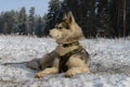 Proud dog breed Siberian Husky lying in the snow