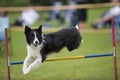 Proud dog jumping over agility hurdle Royalty Free Stock Photo