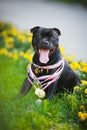 Proud dog Stafford Terrier with medals Royalty Free Stock Photo