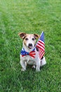 Proud dog in stars and stripes sunglasses with American flag Royalty Free Stock Photo