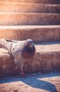 A proud dove descends the stairs.