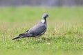 a proud dove stands in a meadow