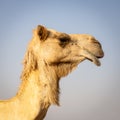 Proud dromedary camel head Camelus dromedarius in profile, close-up 1:1 square photo. Royalty Free Stock Photo