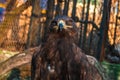 A proud eagle behind bars