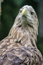 Proud eagle I`m The King Royalty Free Stock Photo