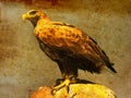 Proud eagle sitting looking down has spotted a preymade like an old painting Royalty Free Stock Photo