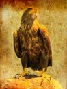 Proud eagle sitting looking down has spotted a preymade like an old painting Royalty Free Stock Photo