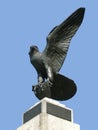 Proud eagle statue Royalty Free Stock Photo