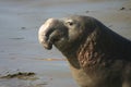 Proud Elephant Seal