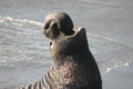 Proud Elephant Seal