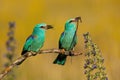 Proud european rollers holding a snake and grasshopper in courting season