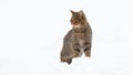 Proud european wildcat standing on snow in winter.