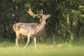 Proud Fallow Deer stag, Dama Dama, in a green forest Royalty Free Stock Photo