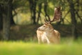 Proud Fallow Deer stag, Dama Dama, in a green forest Royalty Free Stock Photo