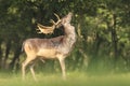 Proud Fallow Deer stag, Dama Dama, in a green forest Royalty Free Stock Photo
