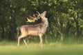 Proud Fallow Deer stag, Dama Dama, in a green forest Royalty Free Stock Photo