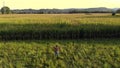 Proud Farmer Raising Arms in Front of His Fields at Sunset