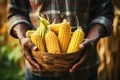 Proud farmer showcasing golden corn in basket on blurred background for text placement