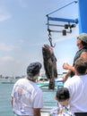 Proud fishermen weigh their fish in marina Royalty Free Stock Photo