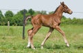 Proud foal Royalty Free Stock Photo