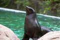 Proud fur seal near the pool at the zoo Royalty Free Stock Photo