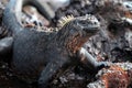 Proud Galapagos iguana Royalty Free Stock Photo