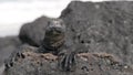 Proud Galapagos marine iguana Royalty Free Stock Photo