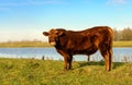 Proud Galloway bull posing on the bank of the river