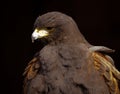 A proud golden eagle as a portrait Royalty Free Stock Photo