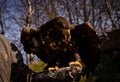 A proud golden eagle as a portrait Royalty Free Stock Photo