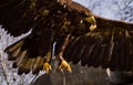 A proud golden eagle as a portrait Royalty Free Stock Photo