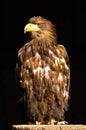 A proud golden eagle as a portrait Royalty Free Stock Photo