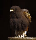 A proud golden eagle as a portrait Royalty Free Stock Photo