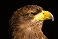 A proud golden eagle as a portrait Royalty Free Stock Photo