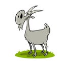 Proud gray goat with beard and horns