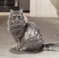 Proud grey norwegian forest cat sitting on the floor looking directly at you Royalty Free Stock Photo