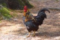 Welsummer Rooster / Cockerel Male Chicken
