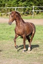 Proud Horse gallop free on meadow outside Royalty Free Stock Photo