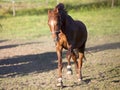 Proud Horse gallop free on meadow outside. Royalty Free Stock Photo