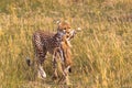 Proud hunter. Cheetah. Royalty Free Stock Photo