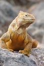 Proud Iguana Royalty Free Stock Photo