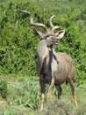 Proud kudu bull at Addo Elephant National Park