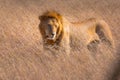 Proud lion standing in golden grass in the Maasai Mara National Reserve, Kenya, Tanzania