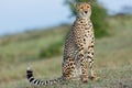 Proud Looking Cheetah, Masai Mara, Kenya