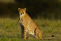 Proud Looking Cheetah Sitting In Grassland, Masai Mara, Kenya Royalty Free Stock Photo